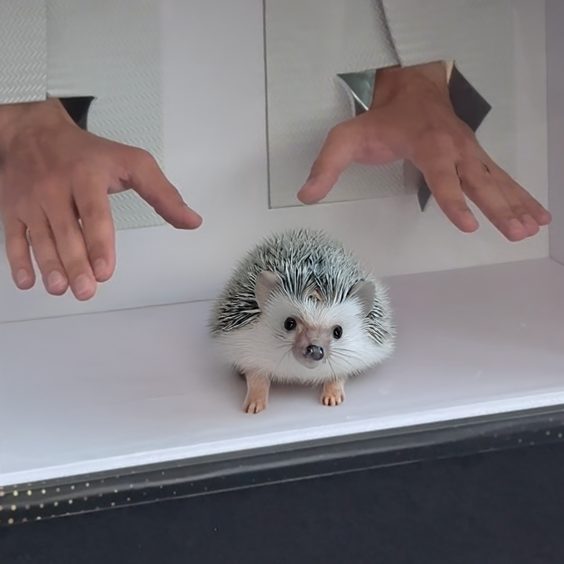 Critter Crazy Box